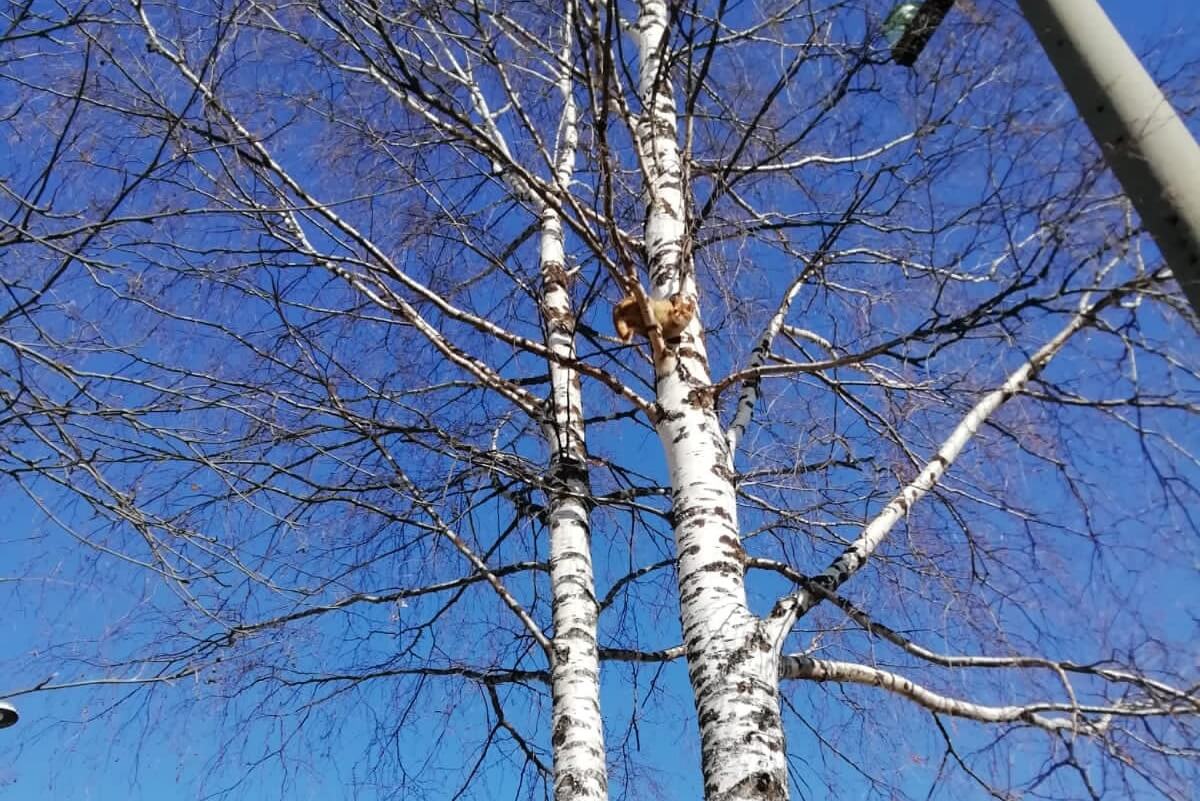 Пожарные сняли кота с дерева в Муезерском районе. Фото: ГКУ РК «ОПС по Муезерскому району»