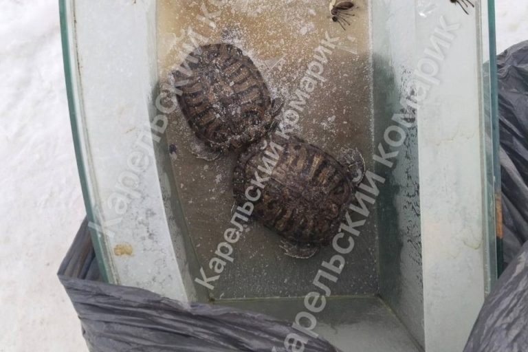Фото: группа Карельский комарик