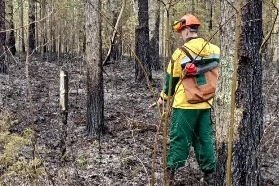 Первый лесной пожар потушен в Карелии. Спасатели. Огонь.