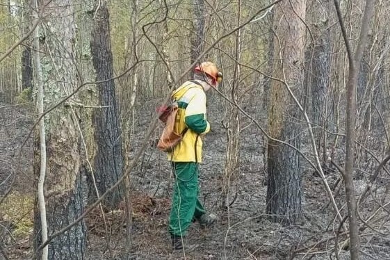 Первый лесной пожар потушен в Карелии. Спасатели. Огонь.