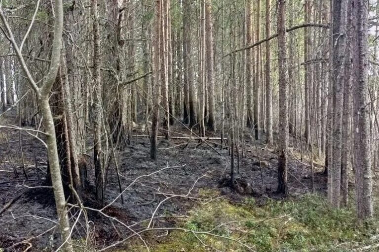 Первый лесной пожар потушен в Карелии. Спасатели. Огонь.