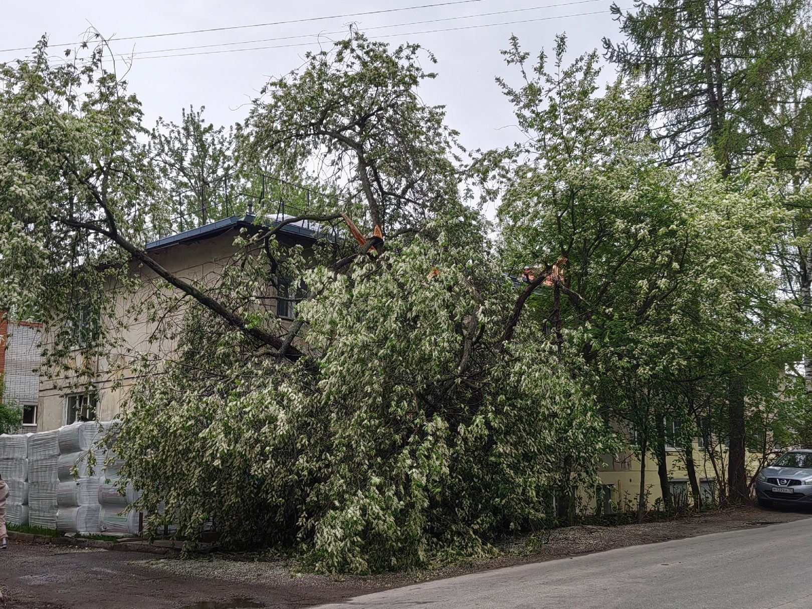 Дерево упало на дом в Петрозаводске