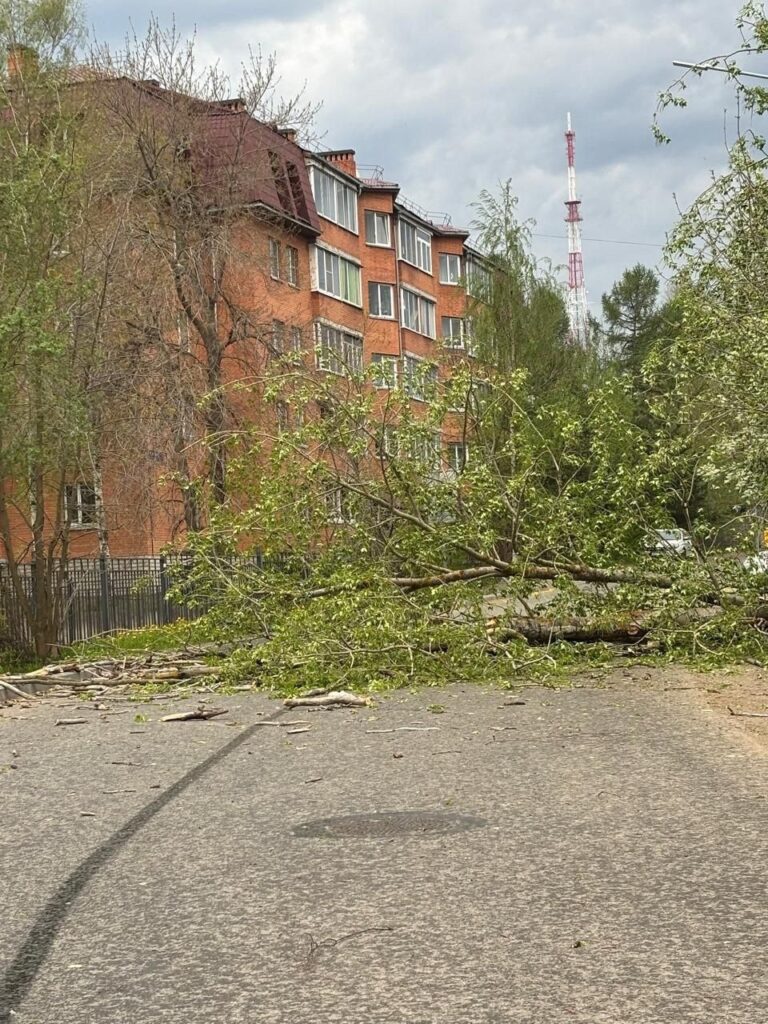 Несколько деревьев упало вчера в Петрозаводске. Дерево, гроза
