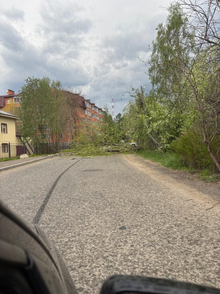 Несколько деревьев упало вчера в Петрозаводске. Дерево, гроза