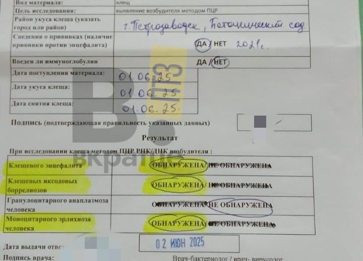 Три опасные инфекции выявили у жительницы Петрозаводска после укуса клеща