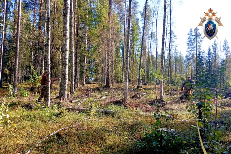 Лесничих будут судить в Карелии за коррупцию