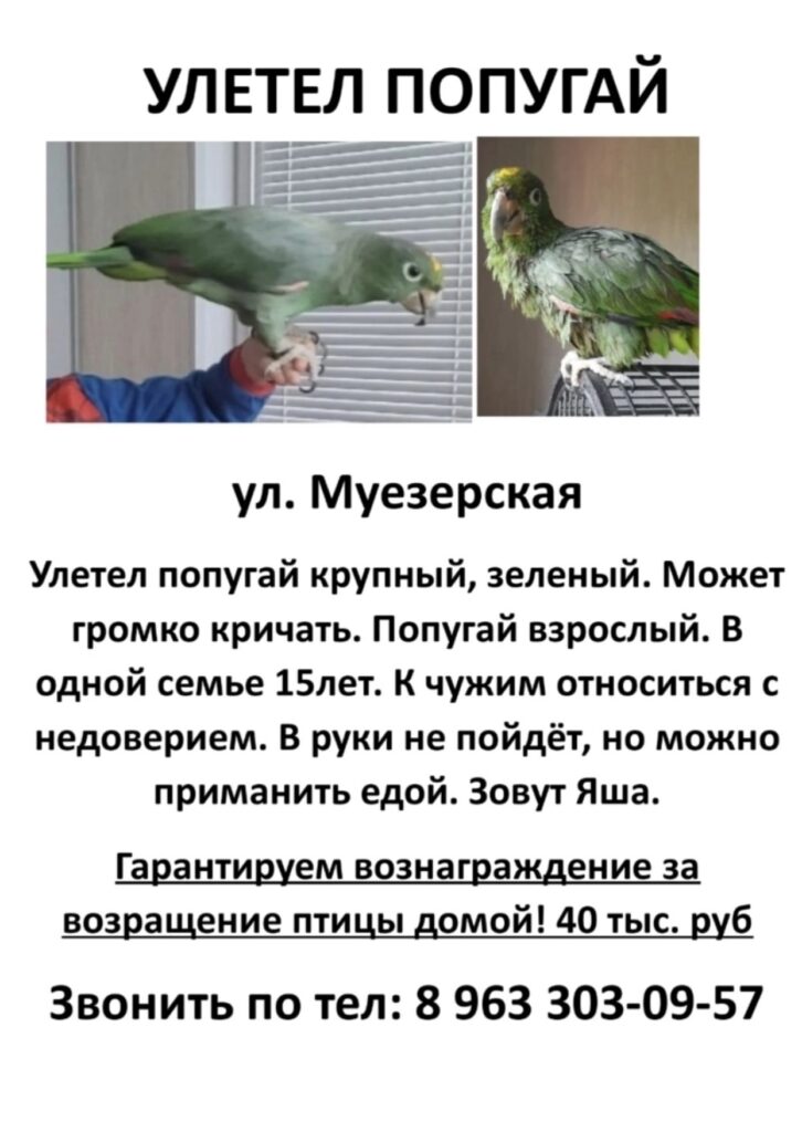 40 тысяч обещает семья из Петрозаводска за возвращение попугая