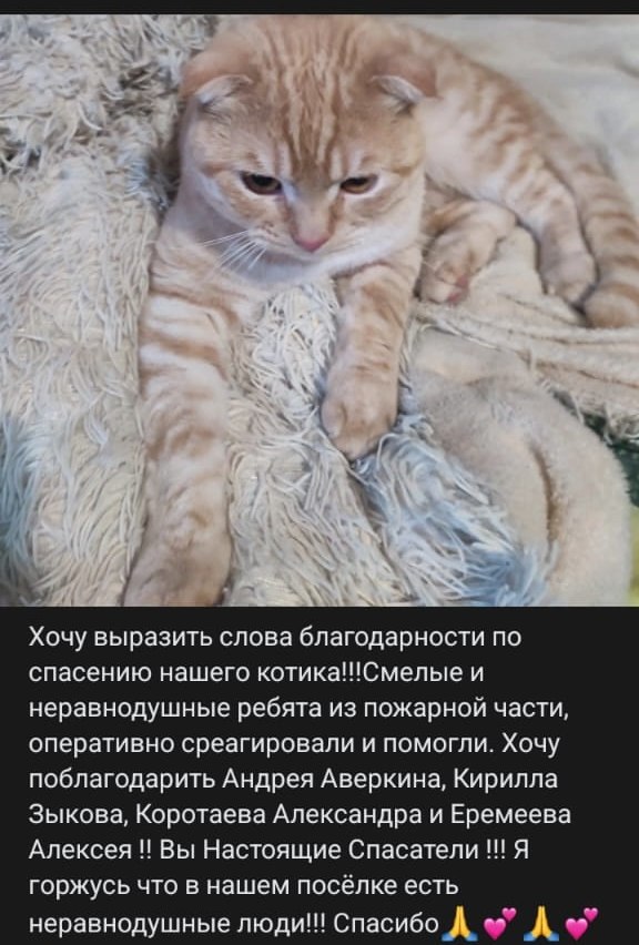 Пожарные Карелии помогли спасти кота