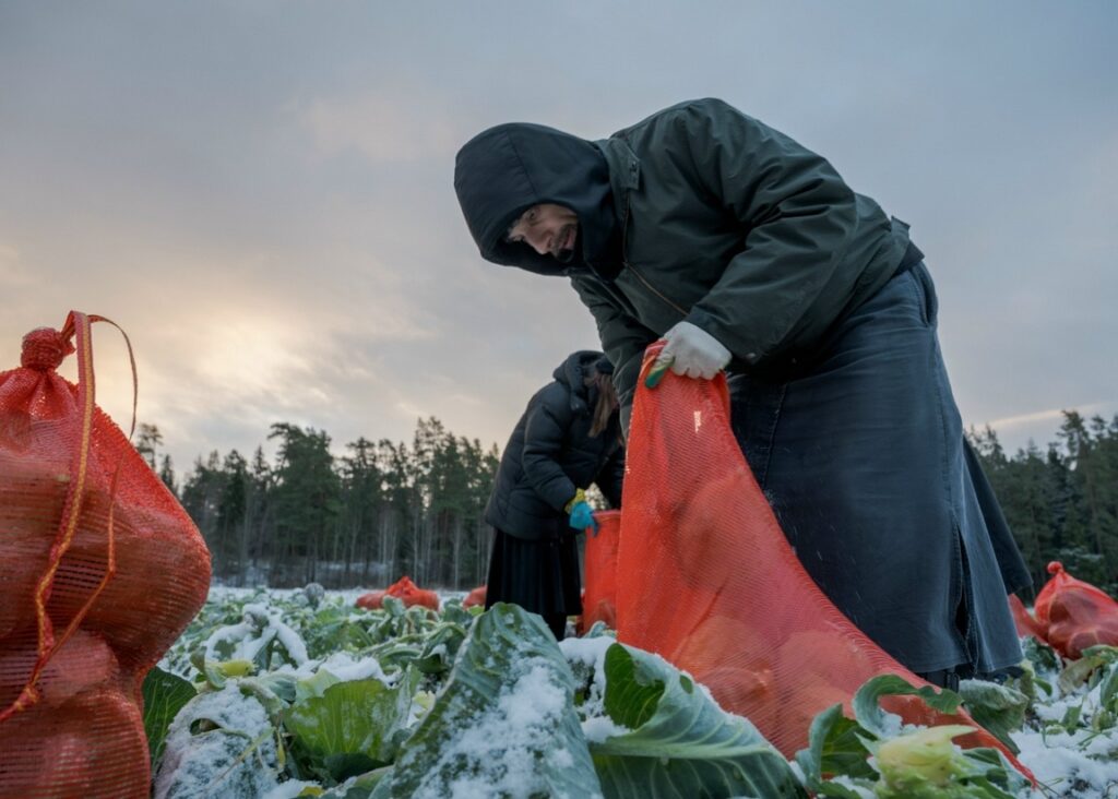 Последний урожай собрали на Валааме