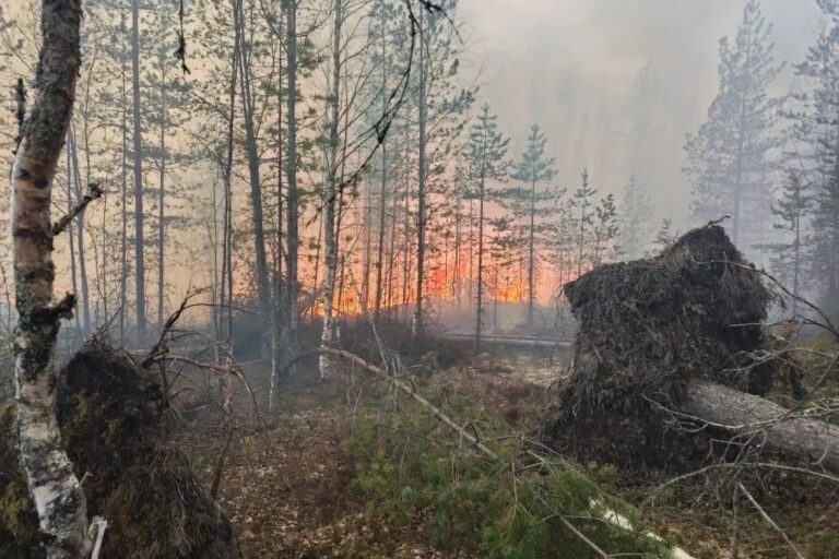 Загоревшийся мусор стал причиной крупного пожара в Карелии