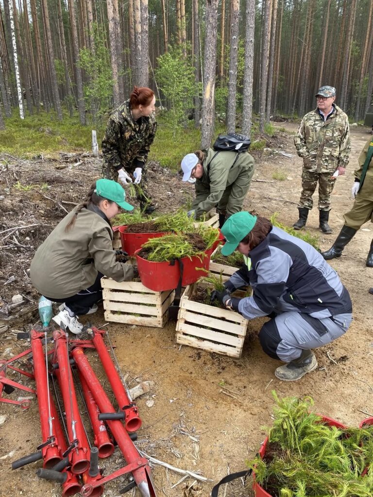 Лесокультурный сезон завершился в Карелии