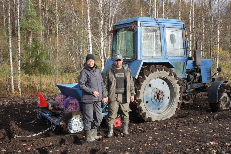 Первая чесночная ферма Карелии завершила сбор первого урожая